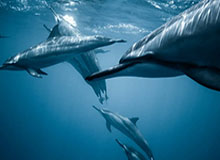 开云体育入口-WBG下路发难抓死蛇女，战场蔓延中路两边打出1换1